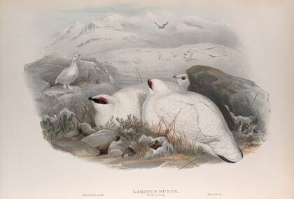 Lagopus mutus. Ptarmigan. (1862-1873)