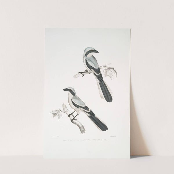 Lahtora Butcher Bird, Lanius Lahtora. by John Edward Gray