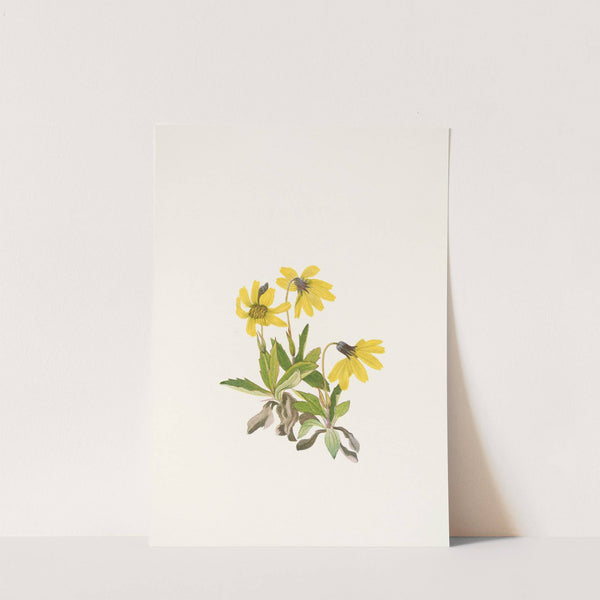 Lake Louise Arnica. (Arnica louiseana) (1925) by Mary Vaux Walcott