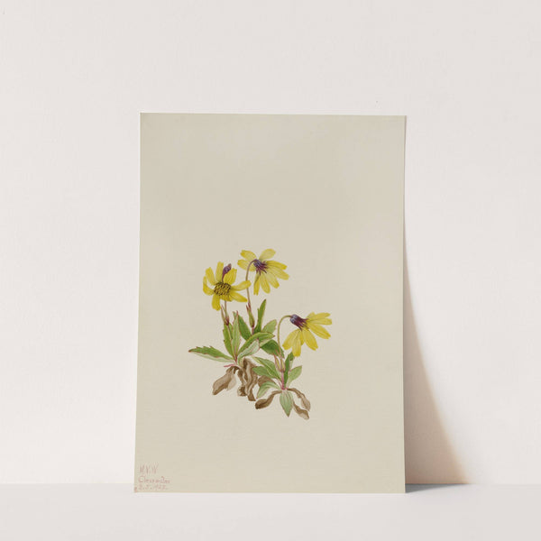 Lake Louise Arnica (Arnica louisiana) (1922) by Mary Vaux Walcott