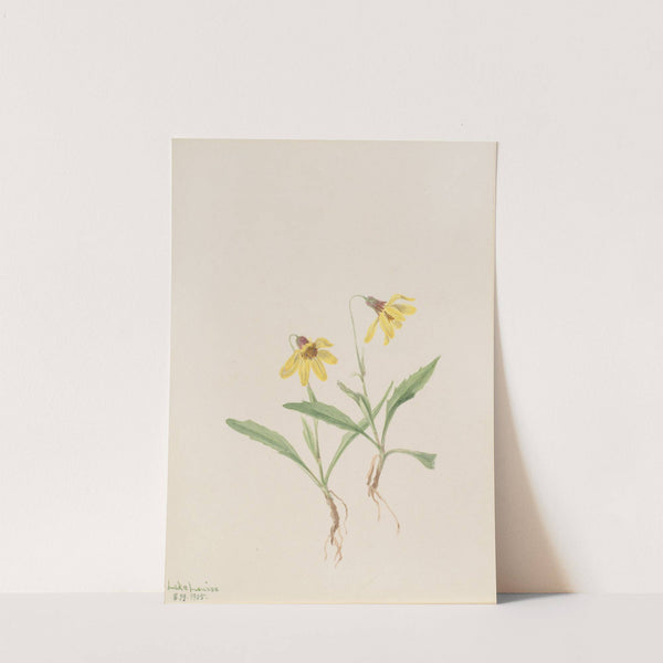 Lake Louise Arnica (Arnica louisiana) (1905) by Mary Vaux Walcott