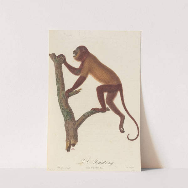 L’Alouate by Jean-Baptiste Audebert