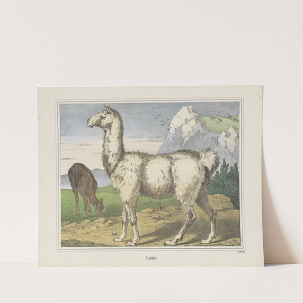 Lama (1829-1880) by Joseph Scholz