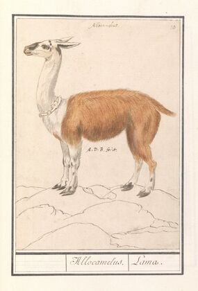 Lama (Lama glama) Allocamelus. Lama (1596-1610)