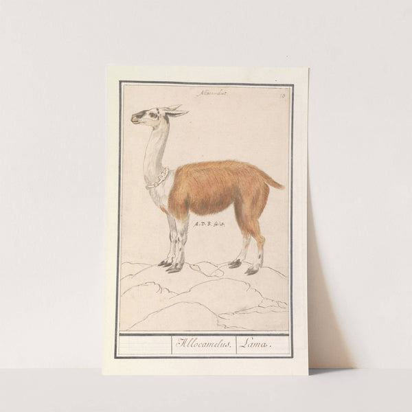 Lama (Lama glama) Allocamelus. Lama (1596-1610) by Anselmus Boëtius de Boodt