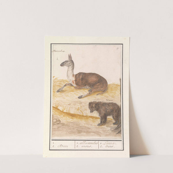 Lama (Lama glama) en bruine beer (Ursus arctos arctos) 1. 2. Beer 1. allocamelus 2. ursus. 1. Lama 2. Ours (1596-1610) by Anselmus Boëtius de Boodt