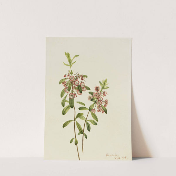 Lambkill (Kalmia angustifolia) (1918) by Mary Vaux Walcott