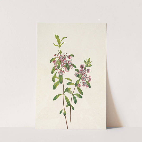 Lambkill. Kalmia angustifolia (1925) by Mary Vaux Walcott