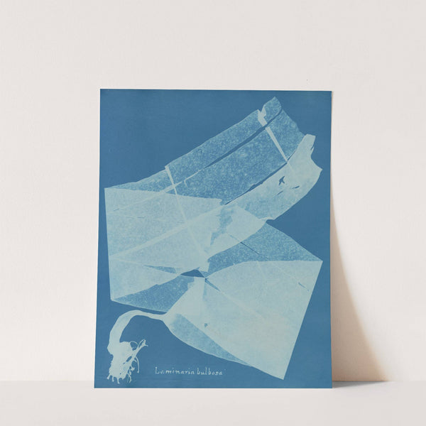 Laminaria bulbosa by Anna Atkins