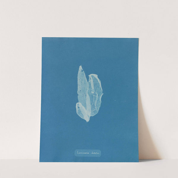 Laminaria debilis by Anna Atkins