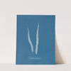 Laminaria fascia by Anna Atkins