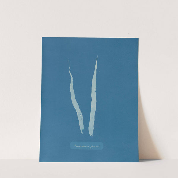Laminaria fascia by Anna Atkins