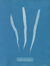 Laminaria fascia.