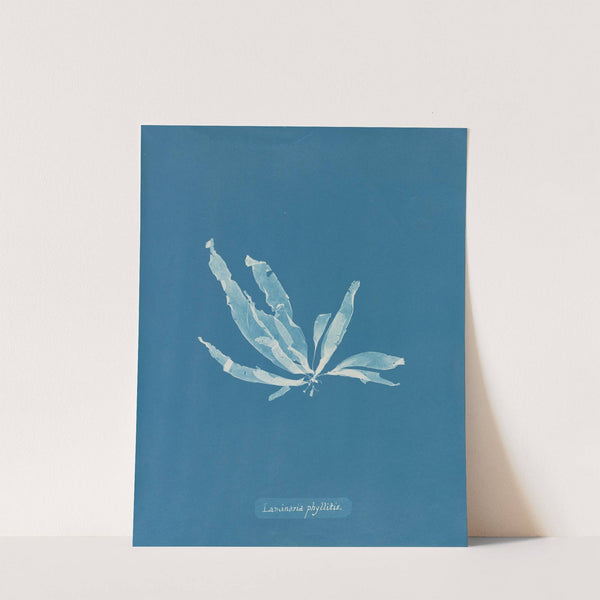 Laminaria phyllitis by Anna Atkins