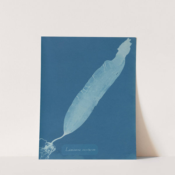Laminaria saccharina by Anna Atkins