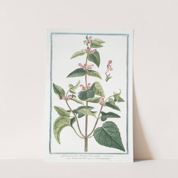 Lamium, folio oblongo, flore rubro - Urtica morta - L'Archangelique.(Dead-nettle) by Giorgio Bonelli