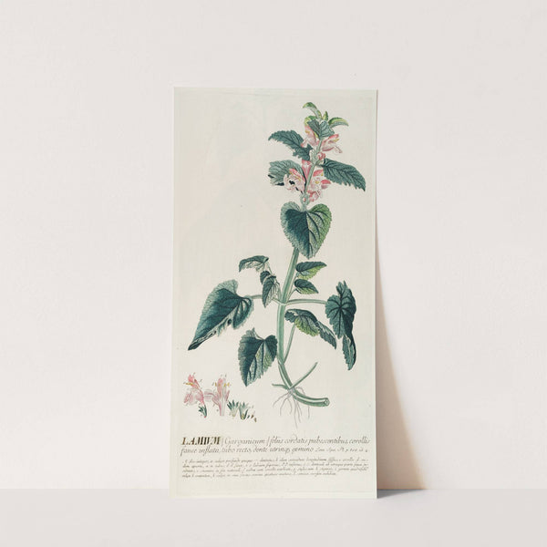 Lamium by Georg Dionysius Ehret