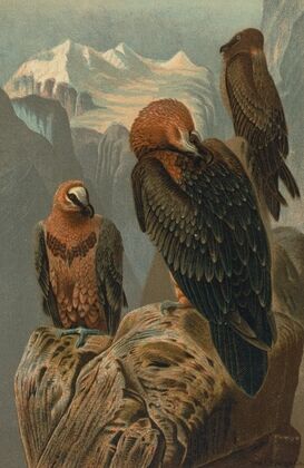 Lammergeyer