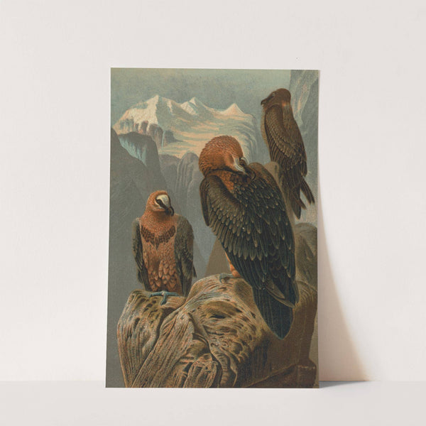 Lammergeyer by John George Wood