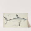 Lamna nasus (NZ) : Porbeagle shark (1877) by Frank Edward Clarke