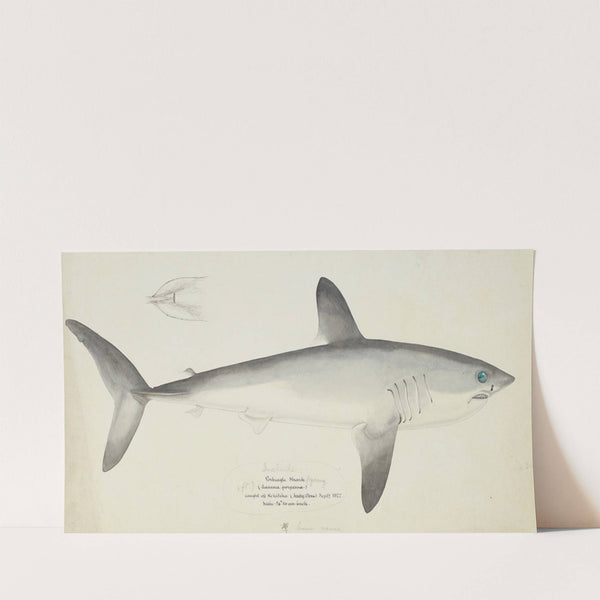 Lamna nasus (NZ) : Porbeagle shark (1877) by Frank Edward Clarke