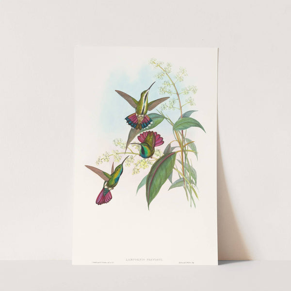 Lampornis prevosti by John Gould