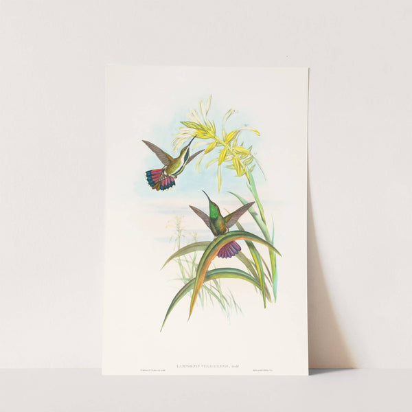 Lampornis veraguensis (Veraguan Mango) by John Gould