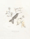 Lampropygia Boliviana (1874-1877)
