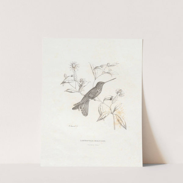 Lampropygia Boliviana (1874-1877) by Paul Eugène Mesplès