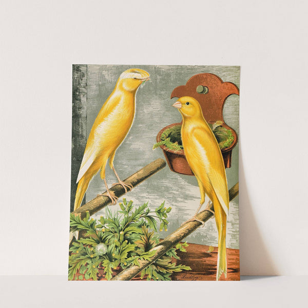 Lancashire Coppies-Yellow Plainhead Cock And Buff Coppy Hen by W. A . Blakston