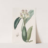 Lance-leaved Epindendrum (1815-1819) by Sydenham Edwards