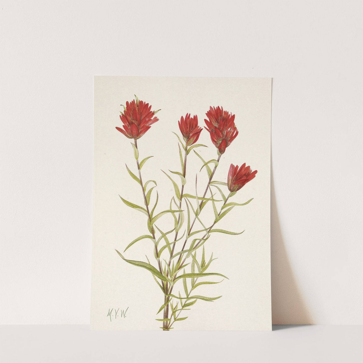 Lanceleaf Paintbrush. Castilleja lancifolia (1925) by Mary Vaux Walcott