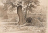 Landscape with a Spreading Tree in the Foreground