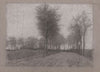 Landweg met bomen aan weerszijden