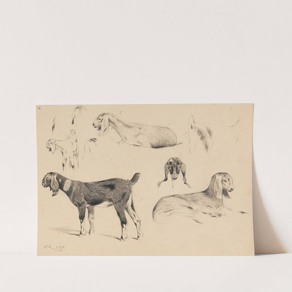 Langohrige Ziegen (1891) by Wilhelm Kuhnert