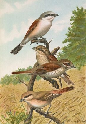 Lanius collurio, Lanius isabellinus Ehrenberg
