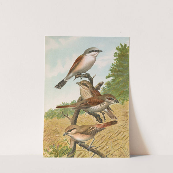 Lanius collurio, Lanius isabellinus Ehrenberg by Johann Friedrich Naumann