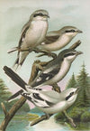 Lanius excubitor borealis, Lanius meridionalis, Lanius excubitor Homeyeri