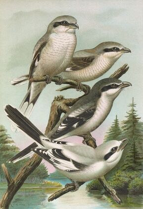 Lanius excubitor borealis, Lanius meridionalis, Lanius excubitor Homeyeri