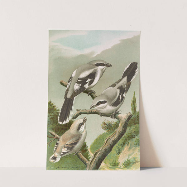 Lanius excubitor by Johann Friedrich Naumann