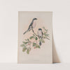 Lanius minor. Rose-Breasted Shrike (1862-1873) by John Gould