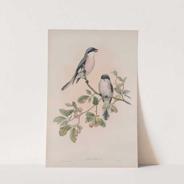 Lanius minor. Rose-Breasted Shrike (1862-1873) by John Gould