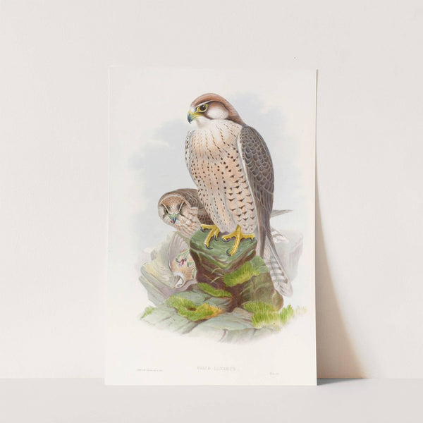 Lanner Falcon by John Gould