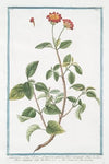 Lantana – Camara spinosa, flore varoegatp – Morobatindum – Camara Americana.(Jamaican Mountain Sage)