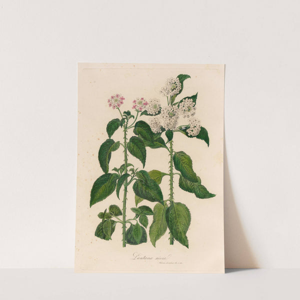 Lantana nivea (1818-1824) by Gaetano Savi