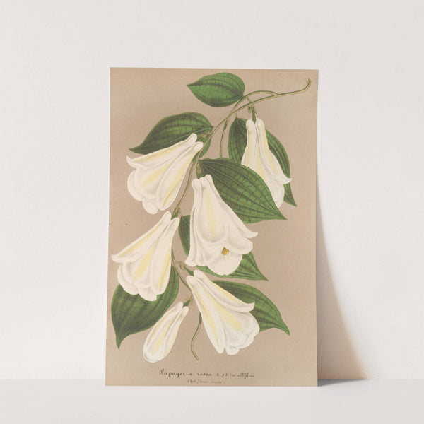 Lapageria rosea R. et.P. var. albiflora by Charles Antoine Lemaire