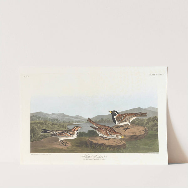 Lapland long-spur by John James Audubon