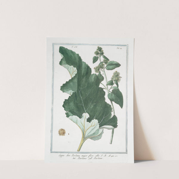 Lappa sive Bardana, major flore albo - Bardana - Bardane. (Burdock, clotbur, cocklebur, grass burdock, hardock, hareburr, hurrburr, turkey burrseed) by Giorgio Bonelli