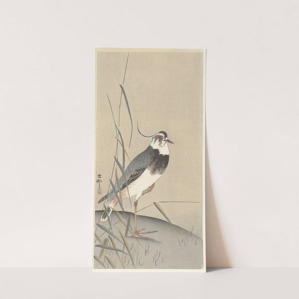 Lapwing and reed by Ohara Koson