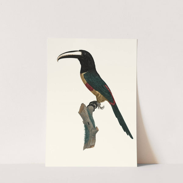 L'Aracari, à ceinture rouge. by Jacques Barraband